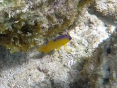Longfisn Damselfish Juvenile (1.5